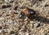 Sphex funerarius